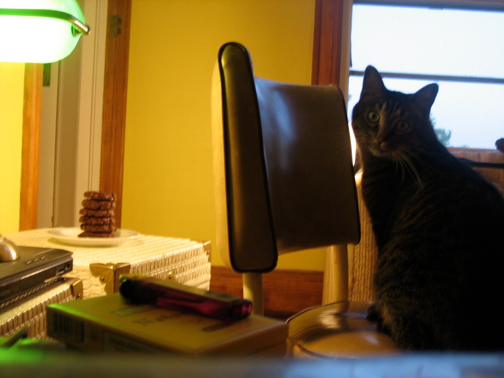 Naughty little kitty . . .